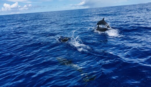【パラオ】ダイビングインストラクターになる方法！移住までの流れを解説します！