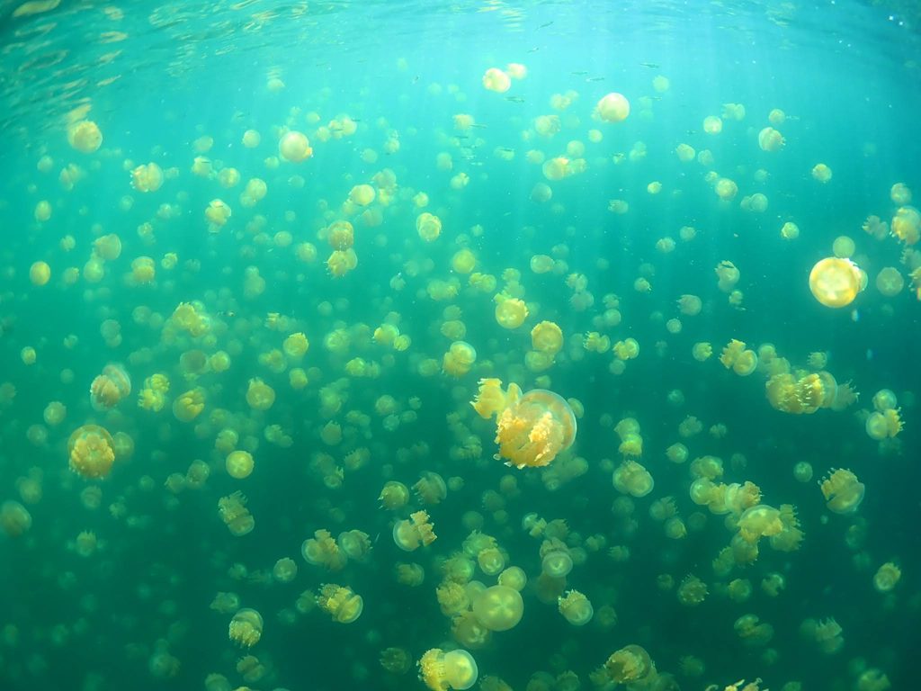水面から見る無数のタコクラゲ