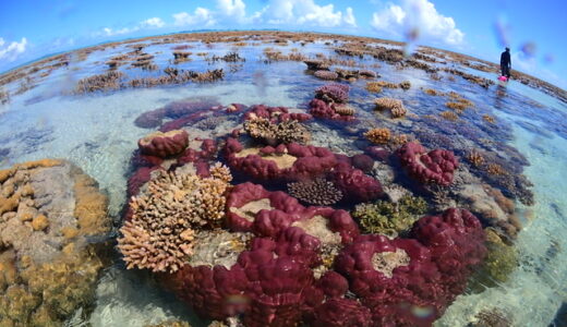 【水深20センチの世界】パラオの絶景！春の大潮 ウーロンチャネル