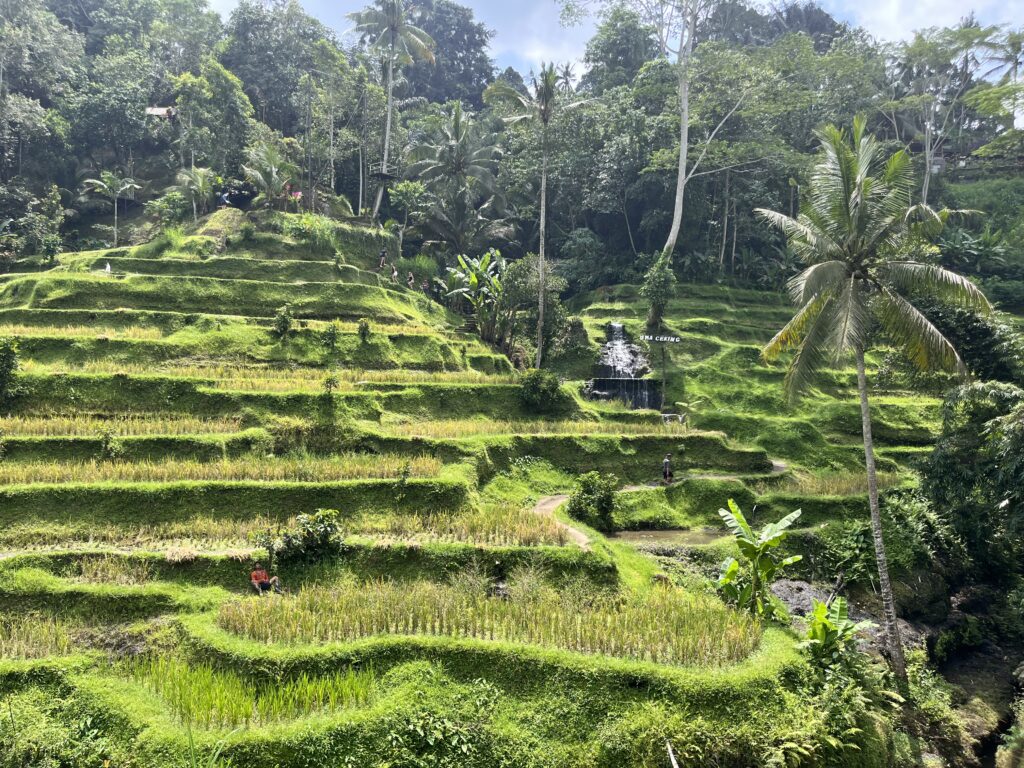 ライステラスの絶景