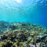 【ちいさなエコ活】使い捨てをやめてみよう！地球のためにプラスチック袋の代わりにシリコーンバッグがおすすめな理由