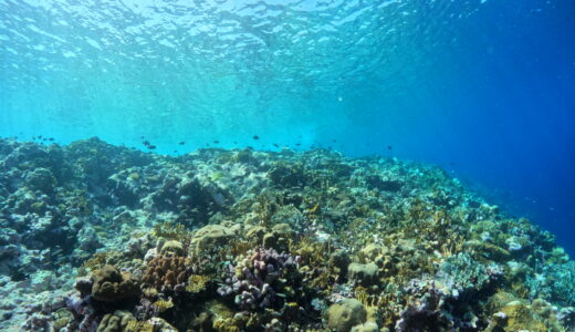【ちいさなエコ活】使い捨てをやめてみよう！地球のためにプラスチック袋の代わりにシリコーンバッグがおすすめな理由