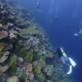 パラオの水温や気温は？服装やダイビングにオススメのウェットスーツを解説！