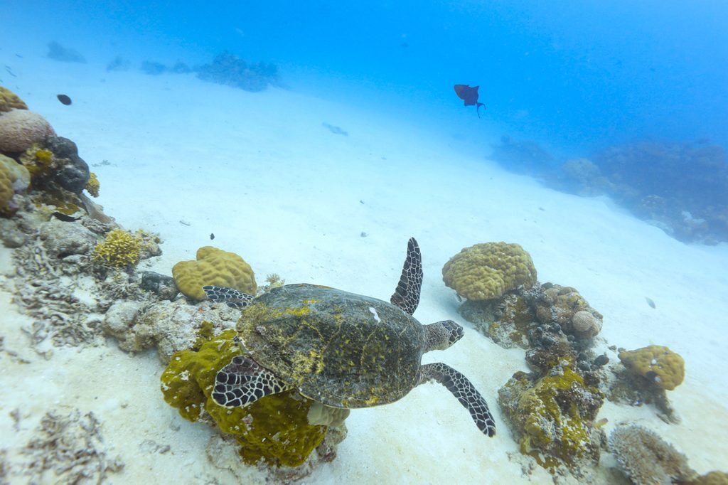 体験ダイビングで見られる魚|ウミガメ