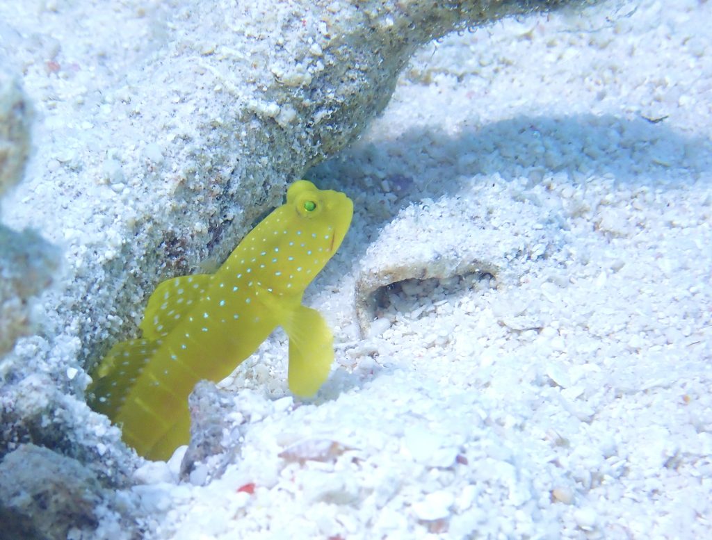 体験ダイビングで見られる魚|ギンガハゼ