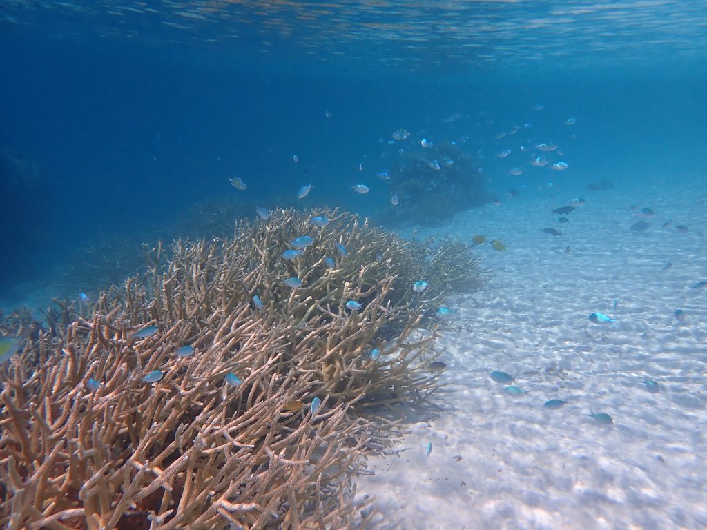 体験ダイビングで見られる魚|デバスズメダイとサンゴ